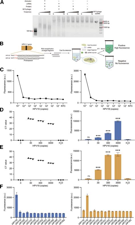 Sensitivity And Specificity Of Hpv Detection With Ltcas A Based