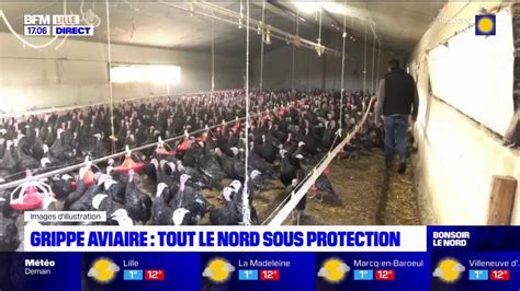 Nord Des Mesures Contre La Grippe Aviaire Dans Tout Le D Partement