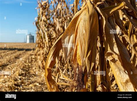 Ear Of Corn In Cornfield Ready For Harvest Harvest Season Farming