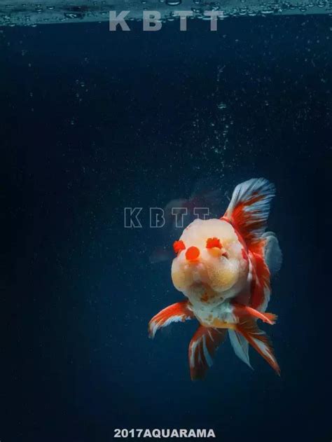 攝影故事｜其實，不只是一條魚 每日頭條