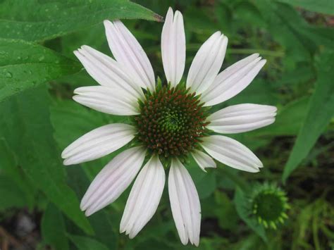 How to Grow Echinacea - Permaculture Plants