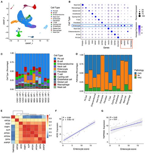 Frontiers Susceptibility Factors Of Stomach For Sars Cov And