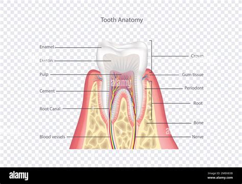 tooth anatomy healthy teeth structure dental medical vector