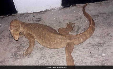 Four Foot Long Distressed Monitor Lizard Found In Delhi