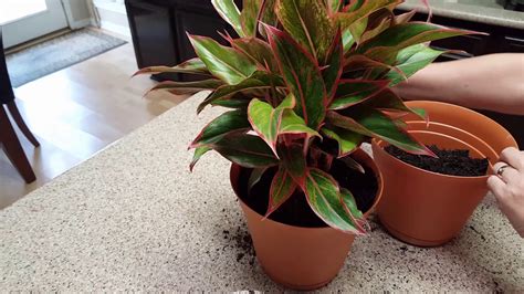 Repotting My Red Aglaonema Youtube