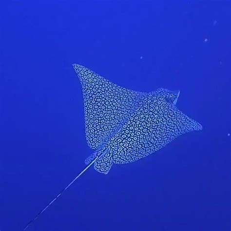 Natureisfuckinglit on Instagram: “A Spotted Eagle Ray. Remeber Mr Ray from Finding Nemo? Well ...