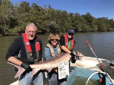 Return of Atlantic Sturgeon to Pee Dee River Signals Improved Health of