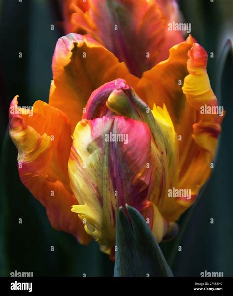 Tulip Princess Irene Parrot Stock Photo Alamy