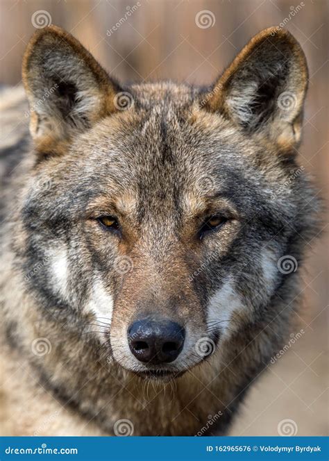 Close Up Portrait Of A Grey Wolf Canis Lupus Stock Photo Image Of