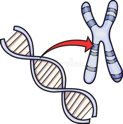 Vector De La DNA Y Del Cromosoma Ilustración del Vector Ilustración