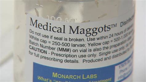 Maggots Successful In Helping Heal Wounds