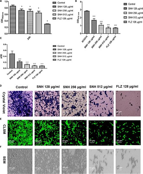 Frontiers Sodium New Houttuyfonate Inhibits Candida Albicans Biofilm