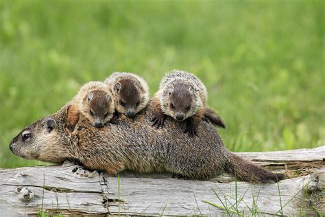 Cute Baby Groundhog