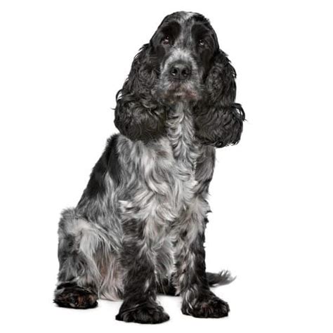 How Much Do Cocker Spaniels Shed Everything To Know Fidose Of Reality