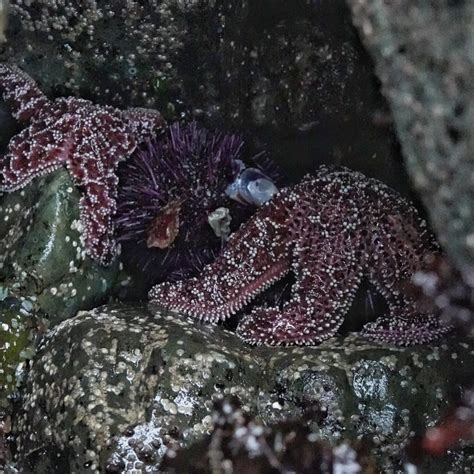 Pisaster ochraceus – 10,000 Things of the Pacific Northwest