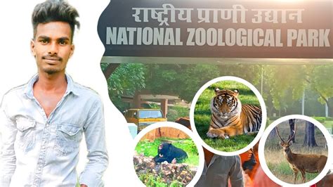 Zoo National Zoological Park Chidiya Ghar Delhi Zoo Delhi