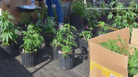 Faribault Police Seize Cannabis Plants Seized From Local Business