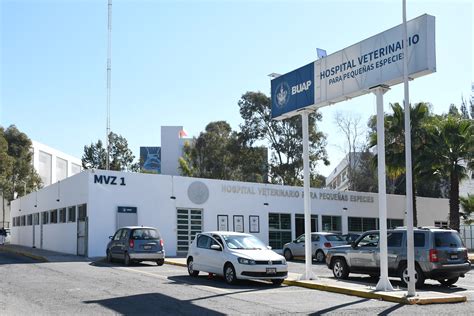 El Hospital Veterinario Para Peque As Especies De La Buap Semillero De