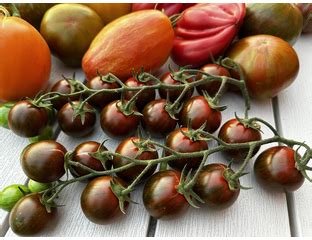 Низкорослые сорта томатов и гномы - Ciliegino nero di turchia (Черная ...