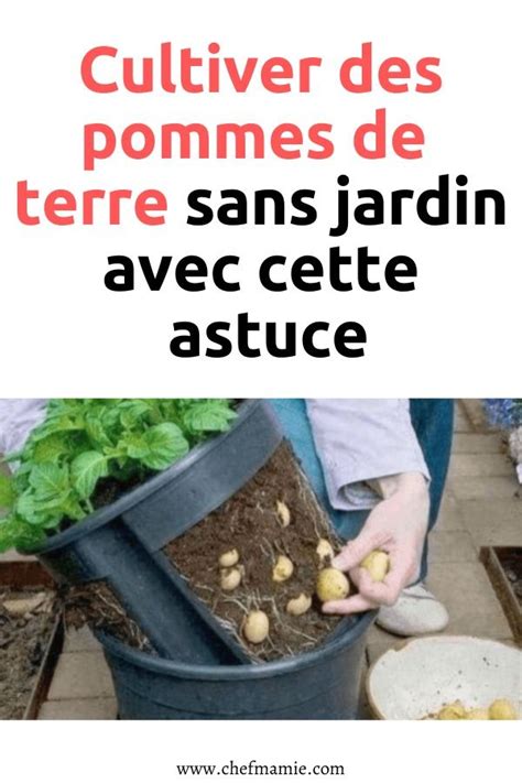 Faire Pousser Des Pommes De Terre Peut Sembler Difficile Mais En