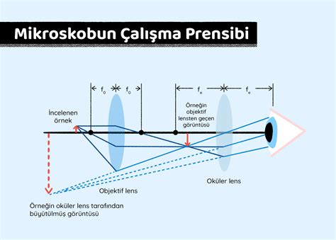 Mikroskop Alt Nda Canl Lar Nas L G R R Z Mikroskop Nedir Mikroskop