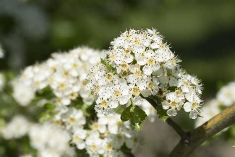 Midland Hawthorn Crataegus Laevigata White Flowering Tree In