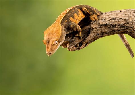 Baby Crested Gecko Care: Everything You Need to Know