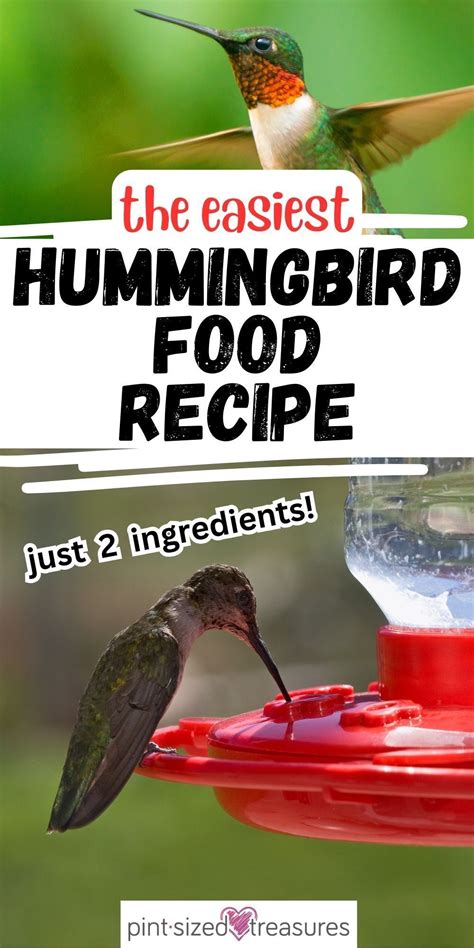 Hummingbird Feeder Recipe Artofit