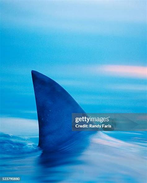 shark fin water stock  high res pictures  images getty