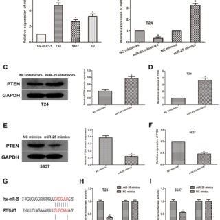 Mir Regulates The Malignant Phenotypes Of Bc In Vitro A B Cck