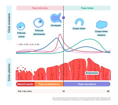 Mudança De Ciclo Menstrual - Ciclo Menstrual Feminino