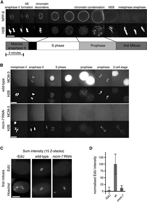 C Elegans Chromatin Dynamics Download Scientific Diagram