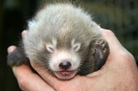 Meet Mei Mei at Cleveland Metroparks - ZooBorns