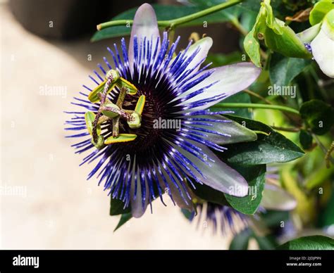 Pasionaria fotografías e imágenes de alta resolución Alamy