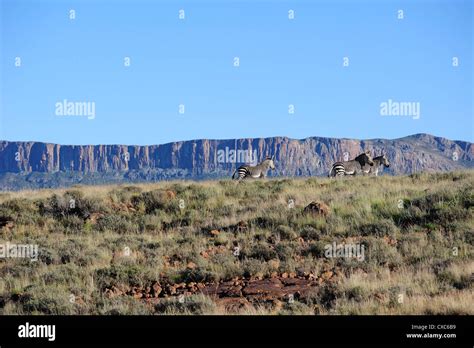 Very Rare Mountain Zebra In The Early Morning In The Karoo National