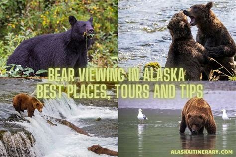 Bear Viewing in Alaska - Best Places, Tours & Tips | Alaska, Lake clark ...