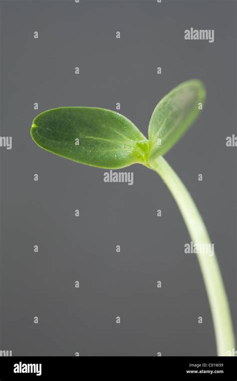 Watermelon Seedling Stock Photo Alamy