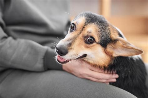 Pembroke Welsh Corgi En El Fondo Del Estudio Retrato En Primer Plano De