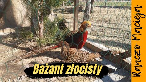 Bażanty już w swojej nowej wolierze A new aviary for golden pheasants