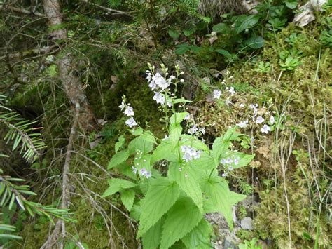 Veronica Urticifolia Jacq T Lefort Savoie Flickr