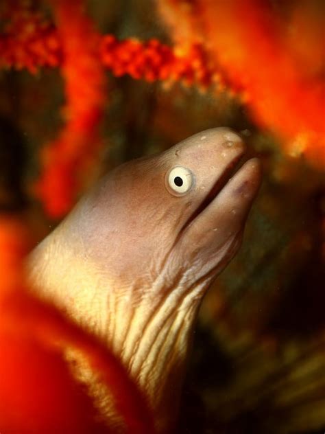 Anemone Reef & Shark Point - Railay Dive Centre