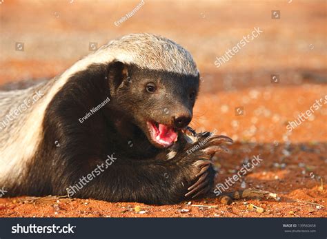 7 Honey Badger On Red Sand Images, Stock Photos & Vectors | Shutterstock