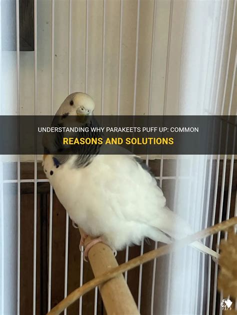 Understanding Why Parakeets Puff Up Common Reasons And Solutions Petshun