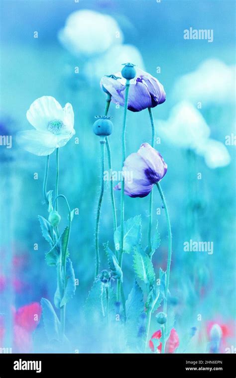 Field of opium poppies - papaver somniferum Stock Photo - Alamy