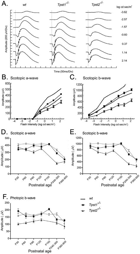 Electroretinographic Responses From Tpst1 2 2 And Tpst2 2 2 Retinas A