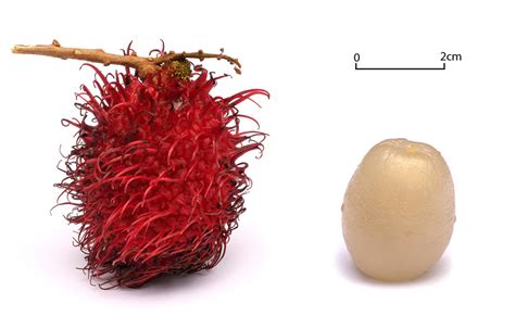 Rambutan Fruit Nutrition Facts and Recipes - CalorieBee