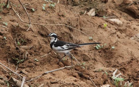 African Pied Wagtail African Pied Wagtail Bob Radford Flickr