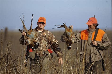 Keep These 10 Pheasant Hunting Tips In Mind To Get More Pheasants In