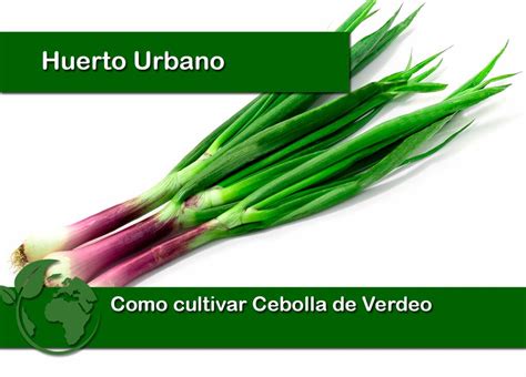 Como Cultivar Cebolla De Verdeo Huerto Urbano