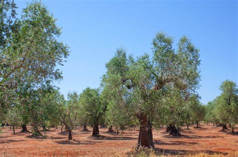 Olive Trees Photo Free Download